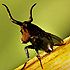 6iix071 - vtipn� obr�zok - Kalerab.sk