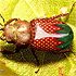 6jdyvvd - vtipn� obr�zok - Kalerab.sk