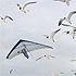 6jf7ywp - vtipn� obr�zok - Kalerab.sk