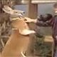 6jjf1bu - vtipn� obr�zok - Kalerab.sk