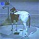 6ka1b79 - vtipn� obr�zok - Kalerab.sk