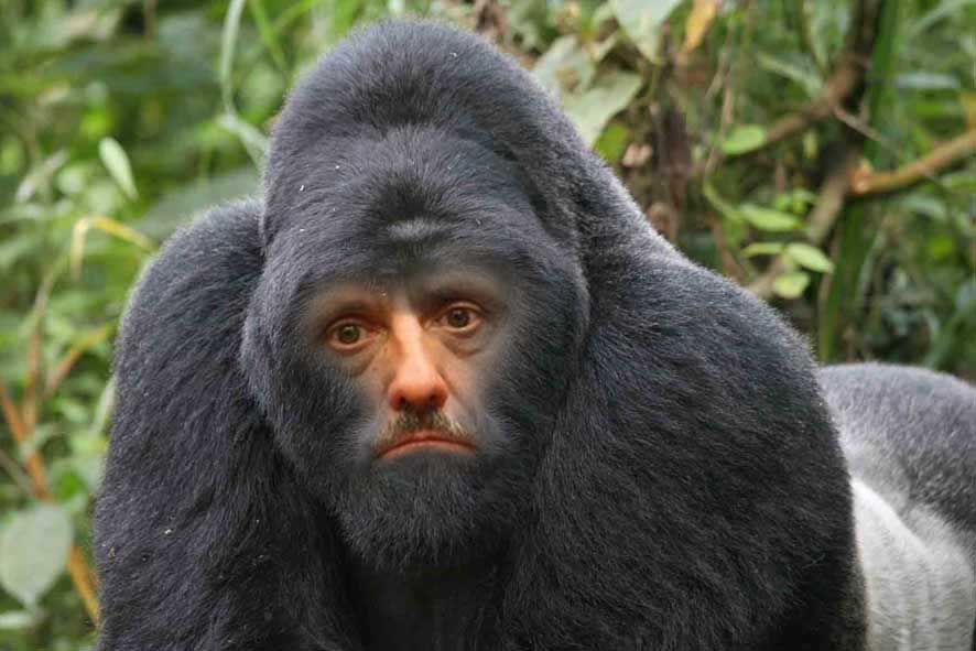 najzakernejsia opica sveta - vtipný obrázok - Kalerab.sk