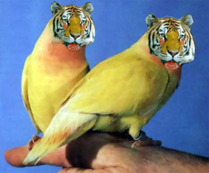 tiger - vtipn� obr�zok - Kalerab.sk