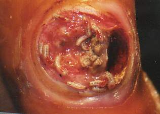 vred komponentab - vtipn� obr�zok - Kalerab.sk